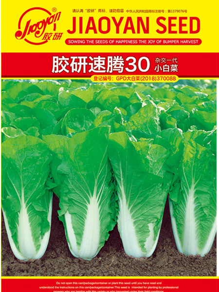 胶研速腾30——速生小白菜